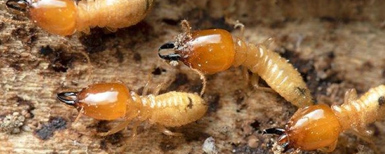Best Termite Control Woolloongabba